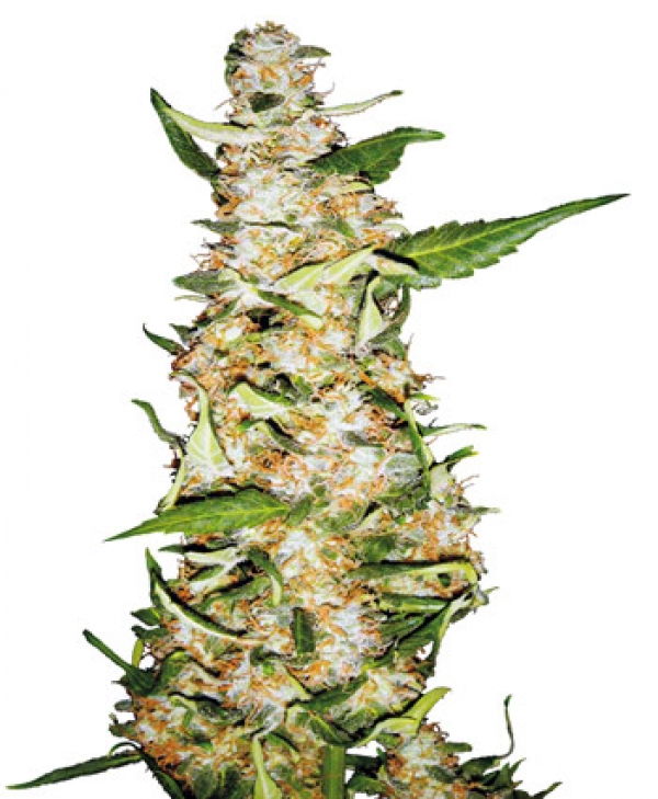 Skunk #1 Feminised Automatic Cannabis Seeds | Sensi Seeds