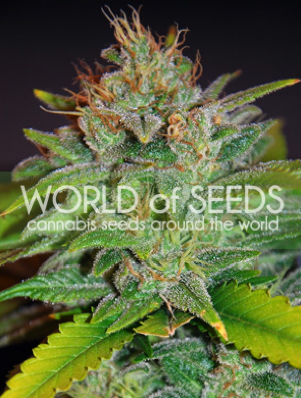 Skunk 47 Feminised Cannabis Seeds | World of Seeds