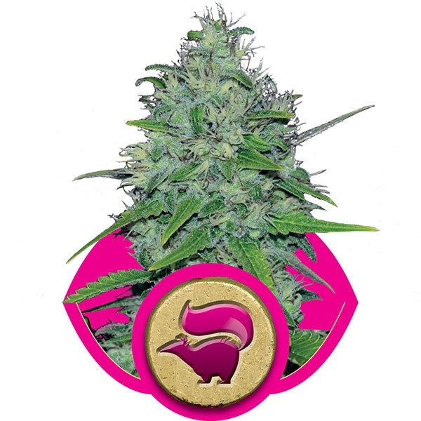 Skunk XL Feminised Cannabis Seeds | Royal Queen Seeds 