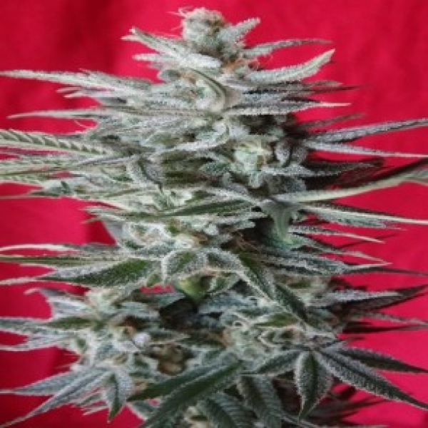 Snow Moon Regular Cannabis Seeds | Ace Seeds