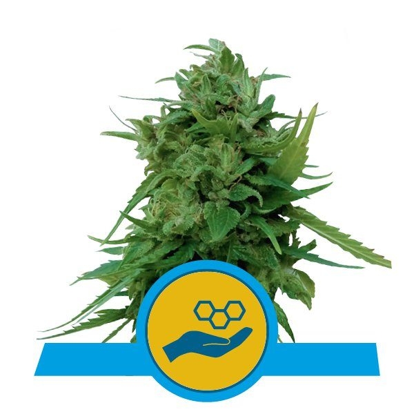 Solomatic CBD Feminised Cannabis Seeds | Royal Queen Seeds.