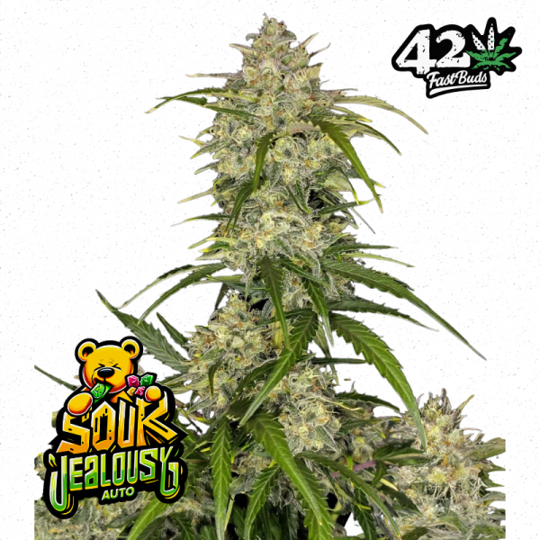 Sour Jealousy Auto Feminised Cannabis Seeds | Fast Buds Sour Jealousy Auto Feminised Cannabis Seeds | Fast Buds