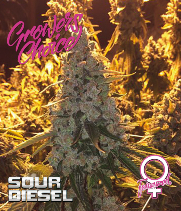Sour Diesel Feminised Cannabis Seeds - Growers Choice
