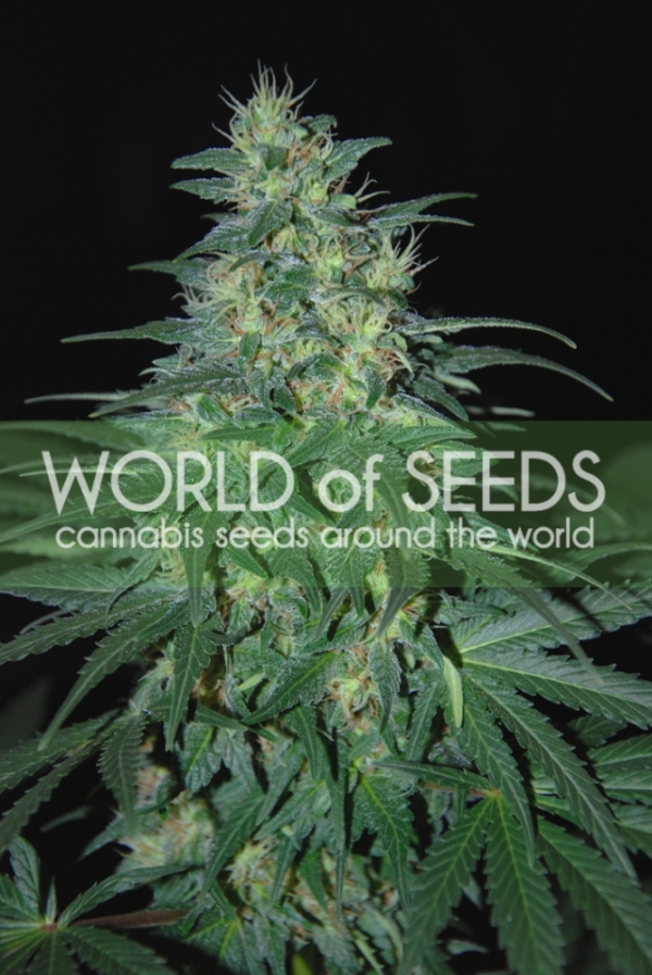  South African Kwazulu Regular Cannabis Seeds | World of Seeds