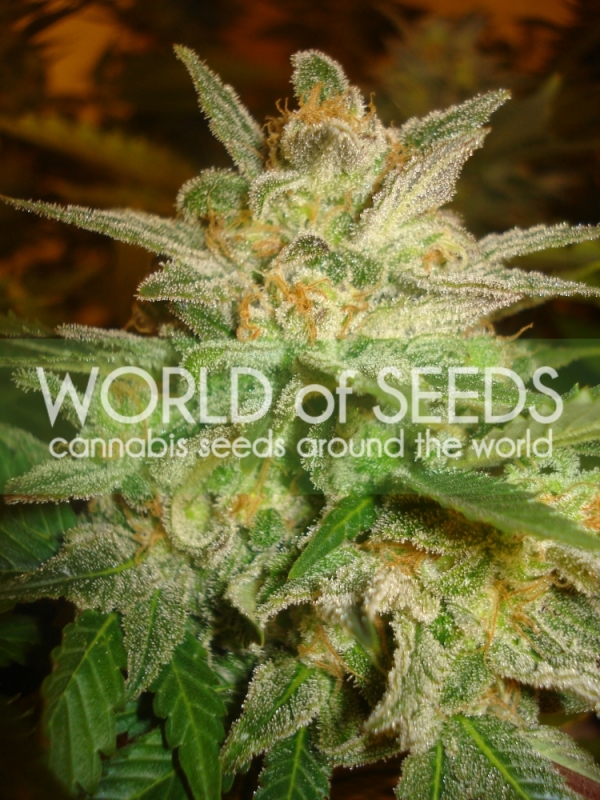 Star 47 Feminised Cannabis Seeds | World of Seeds