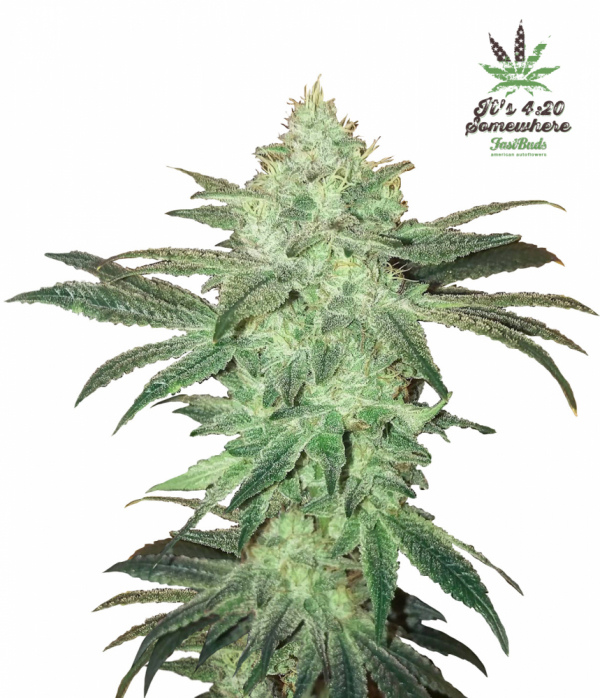 Stardawg Auto Feminised Cannabis Seeds | Fast Buds
