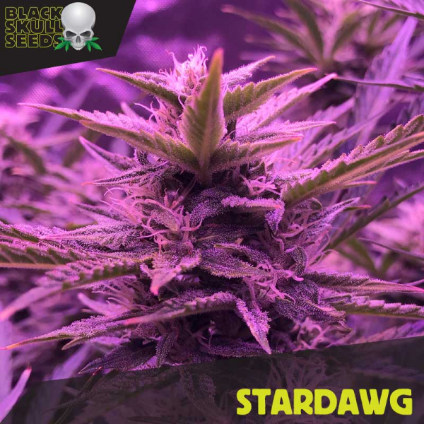 Stardawg Feminised Cannabis Seeds | Black Skull Seeds