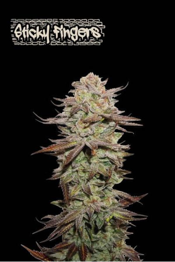 Superior Sticky Fingers Auto Feminised Cannabis Seeds | Seed Stockers Superior Sticky Fingers Auto Feminised Cannabis Seeds | Seed Stockers