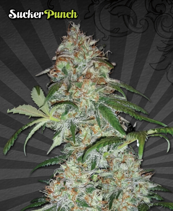 Sucker Punch Auto flowering Feminised Cannabis Seeds | Auto Seeds