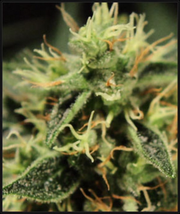 Super Bud Feminised Cannabis Seeds | Green House Seeds
