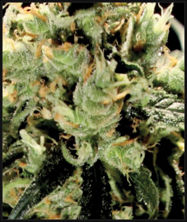 Super Lemon Haze Feminised Cannabis Seeds | Green House Seeds Super Lemon Haze Feminised Cannabis Seeds | Green House Seeds