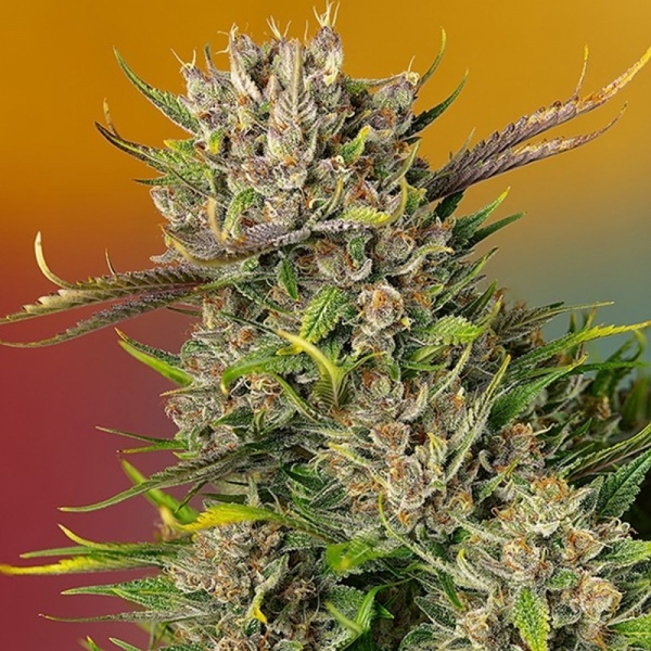 Papaya Zoap Auto Feminised Cannabis Seeds | Sweet Seeds