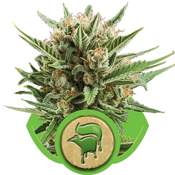 Sweet Skunk Auto Feminised Cannabis Seeds | Royal Queen Seeds Sweet Skunk Auto Feminised Cannabis Seeds | Royal Queen Seeds