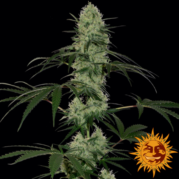 Tangerine Dream Auto Feminised Cannabis Seeds | Barney's Farm