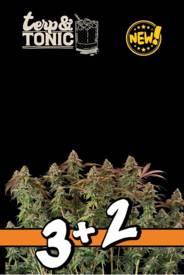 Superior Terp Tonic Auto Feminised Cannabis Seeds | Seed Stockers.