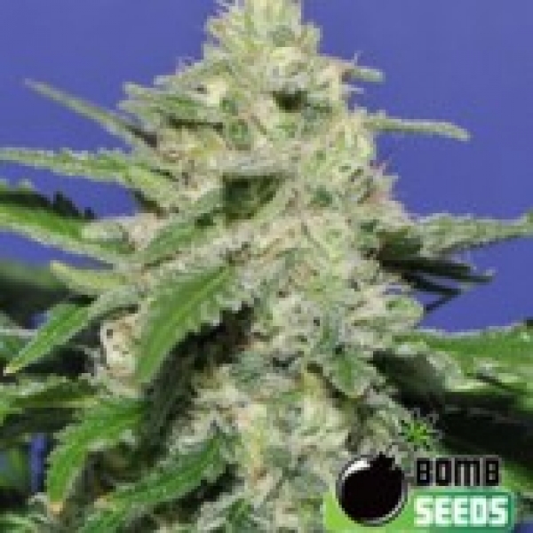 THC Bomb Auto Feminised Cannabis Seeds | Bomb Seeds 
