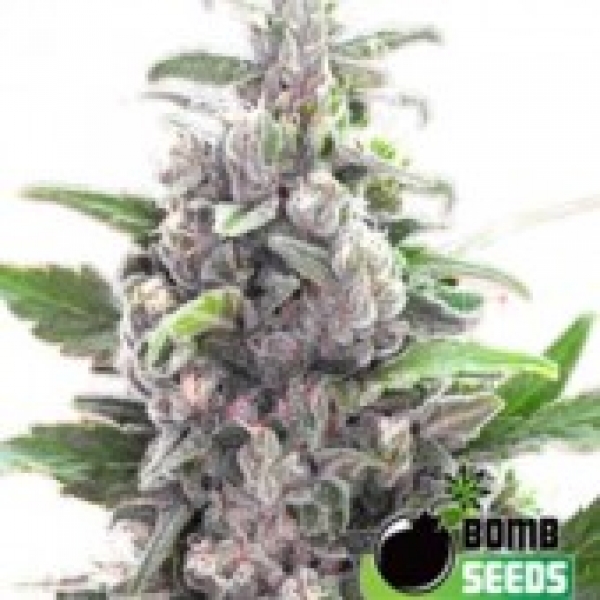 THC Bomb Regular Cannabis Seeds | Bomb Seeds.