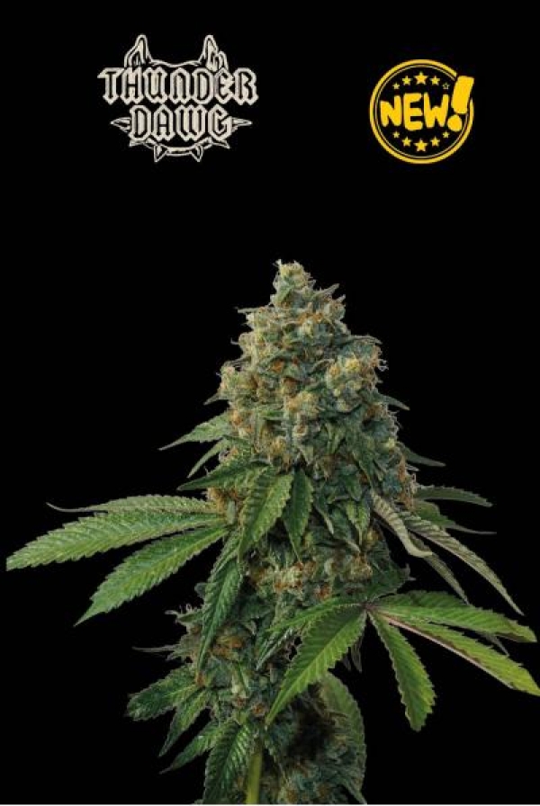 Superior Thunder Dawg Regular Cannabis Seeds | Seed Stockers