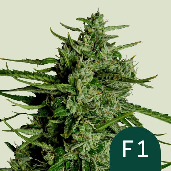 Titan F1 Auto Feminised Cannabis Seeds | Royal Queen Seeds. Titan F1 Auto Feminised Cannabis Seeds | Royal Queen Seeds.