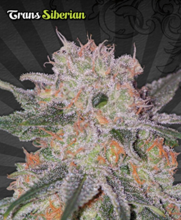 Trans Siberian Auto flowering Feminised Cannabis Seeds | Auto Seeds Trans Siberian Auto flowering Feminised Cannabis Seeds | Auto Seeds