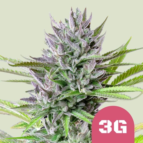Triple G Feminised Cannabis Seeds | Royal Queen Seeds.