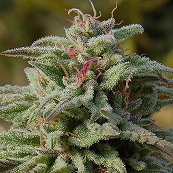 Trippy Gorilla Auto Feminised Cannabis Seeds | Big Head Seeds Trippy Gorilla Auto Feminised Cannabis Seeds | Big Head Seeds