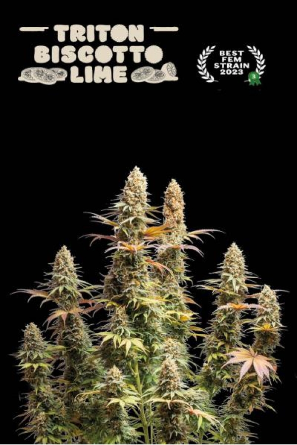 Superior Triton Biscotto Lime Auto Feminised Cannabis Seeds | Seed Stockers