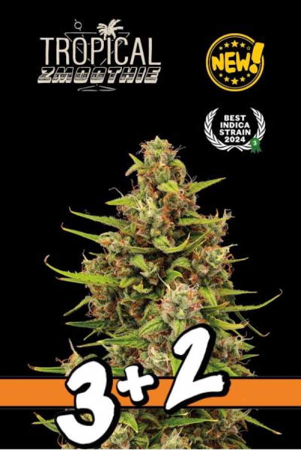Superior Tropical Zmoothie Feminised Cannabis Seeds | Seed Stockers