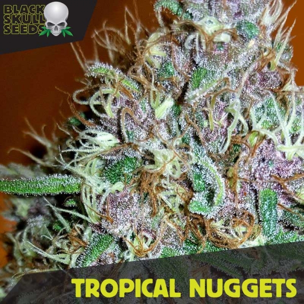 Tropical Nuggets Feminised Cannabis Seeds | Black Skull Seeds Tropical Nuggets Feminised Cannabis Seeds | Black Skull Seeds