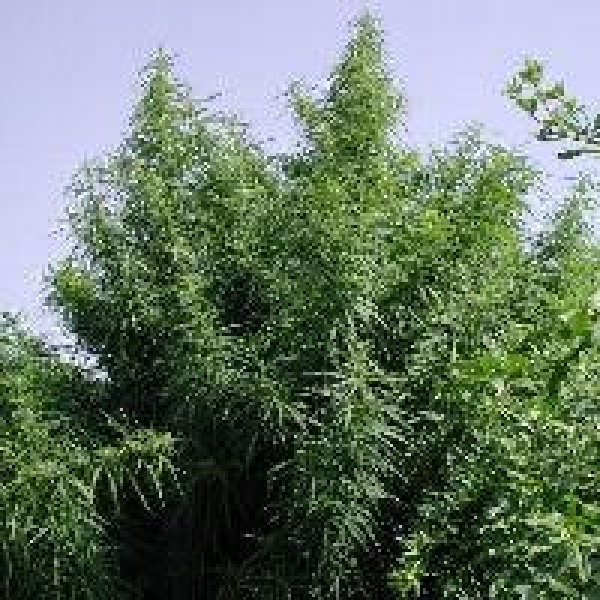 Tropical Mix Regular Cannabis Seeds | Ace Seeds