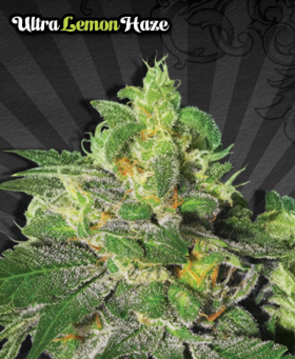 Ultra Lemon Haze Auto flowering Feminised Cannabis Seeds | Auto Seeds