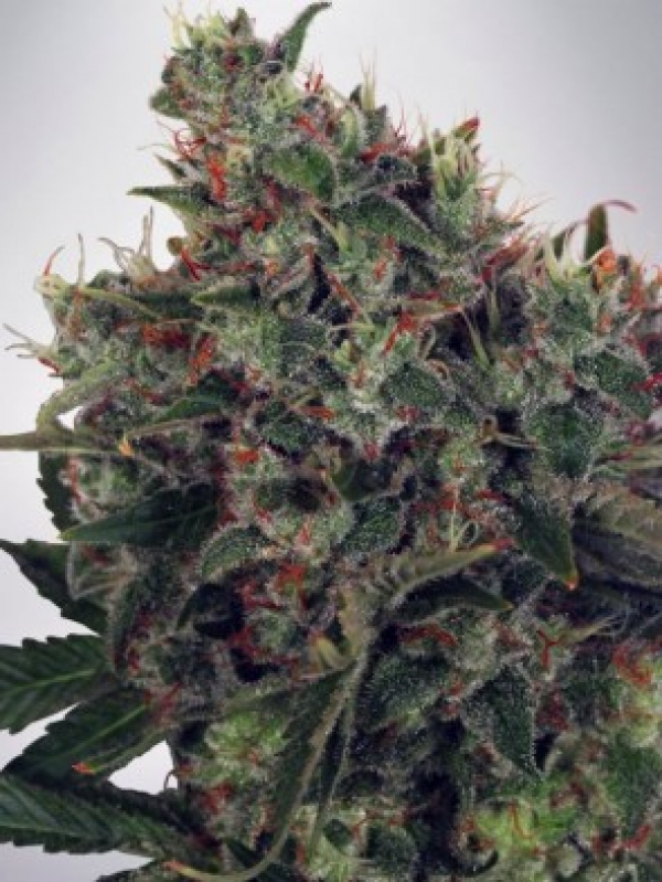 Ultra White Amnesia Feminised Cannabis Seeds | Ministry of Cannabis
