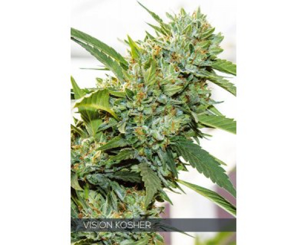 Vision Kosher Feminised Cannabis Seeds | Vision Seeds Vision Kosher Feminised Cannabis Seeds | Vision Seeds