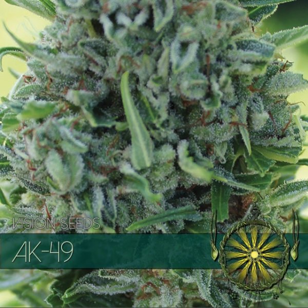 AK 49 Feminised Cannabis Seeds | Vision Seeds