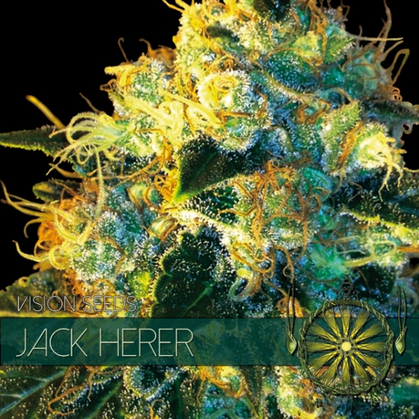 Jack Herer Feminised Cannabis Seeds | Vision Seeds