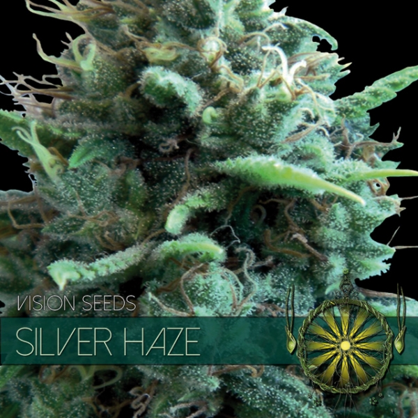 Silver Haze Feminised Cannabis Seeds | Vision Seeds Silver Haze Feminised Cannabis Seeds | Vision Seeds