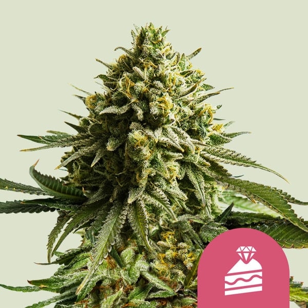 Wedding Cake Auto Feminised Cannabis Seeds | Royal Queen Seeds.