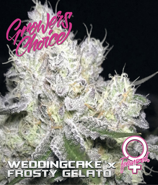 Wedding Cake x Frosty Gelato Feminised Cannabis Seeds - Growers Choice