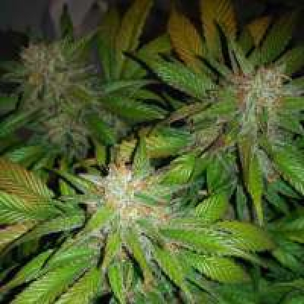 White Lemon Feminised Cannabis Seeds | Strain Hunters