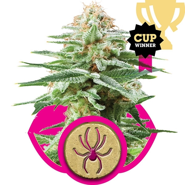 White Widow Feminised Cannabis Seeds | Royal Queen Seeds White Widow Feminised Cannabis Seeds | Royal Queen Seeds