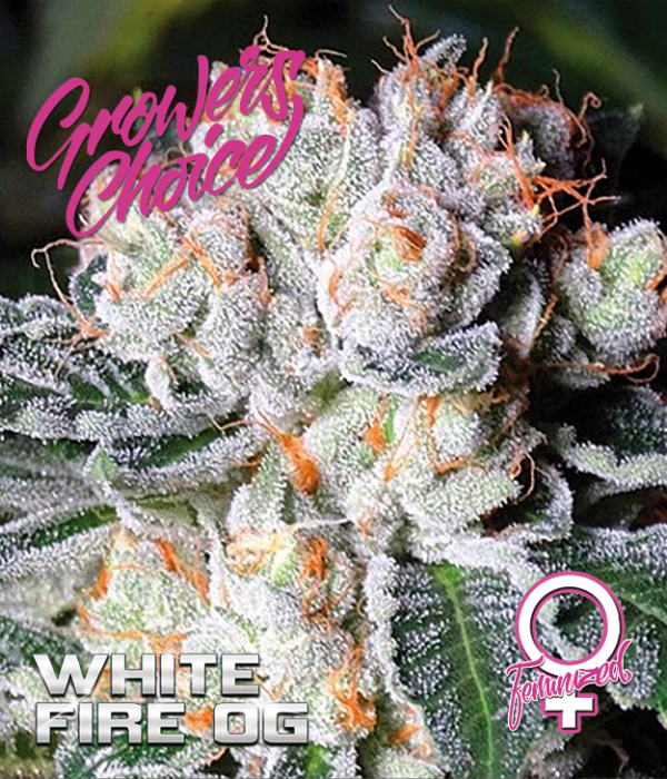 White Fire O.G. Feminised Cannabis Seeds - Growers Choice White Fire O.G. Feminised Cannabis Seeds - Growers Choice