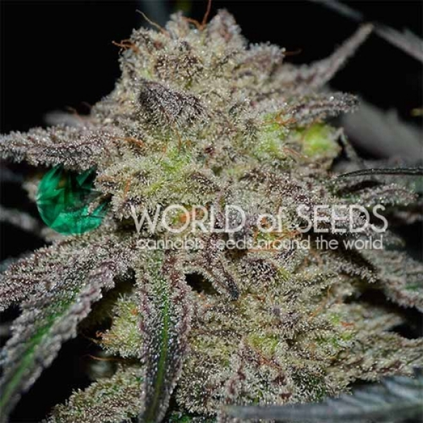 Tonic Ryder Feminised Cannabis Seeds | World of Seeds