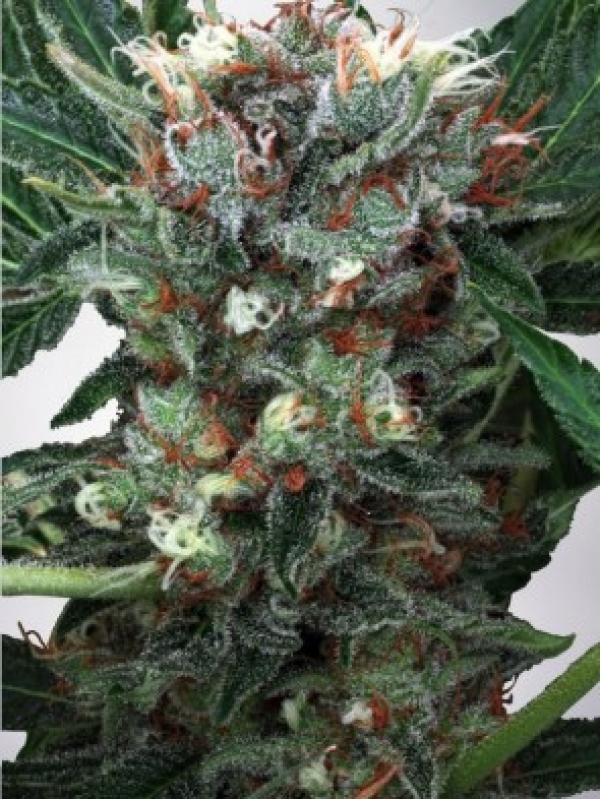 Zensation Feminised Cannabis Seeds | Ministry of Cannabis Zensation Feminised Cannabis Seeds | Ministry of Cannabis
