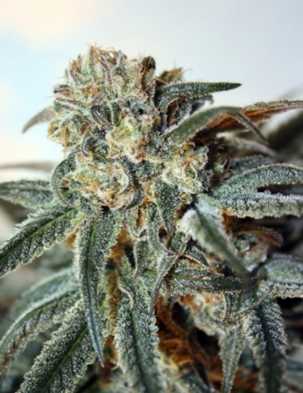 Zombie Kush Feminised Cannabis Seeds
