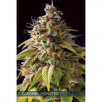 Caramel Monster Feminised Cannabis Seeds | Vision Seeds