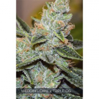 Wedding Cake x Triple OG Feminised Cannabis Seeds | Vision Seeds