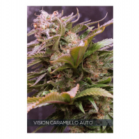Vision ​Caramello Auto Feminised Cannabis Seeds | Vision Seeds
