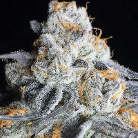 Crystal Gelato Feminised Cannabis Seeds | Big Head Seeds