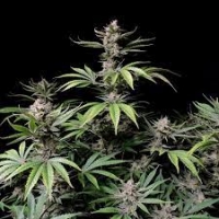 Cherry Cola Auto Feminised Cannabis Seeds | Fast Buds.