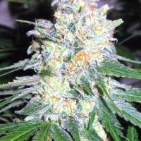 Diesel Berry Cough Feminised Cannabis Seeds | Garden of Green